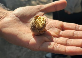 California Walnut Crop Mid-Harvest Update